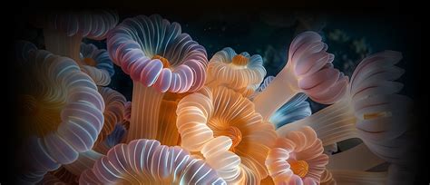 Image result for Image Resolution Enhancer Free