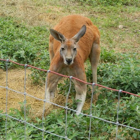 Kangaroo (Red) - Varysburg, NY - Hidden Valley Animal Adventure