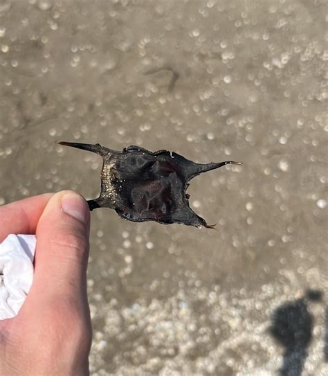 Shark egg also known as mermaid’s purse : r/pics