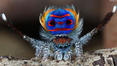 The peacock spider, a species of jumping spider. (Maratus volans ...