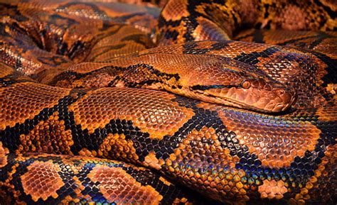Image result for Operaciones Con Matrices Numpy Python