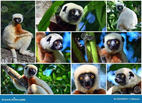 Animals of Madagascar â€“ Collage of Lemurs,Coquerel Sifaka Lemur Stock ...
