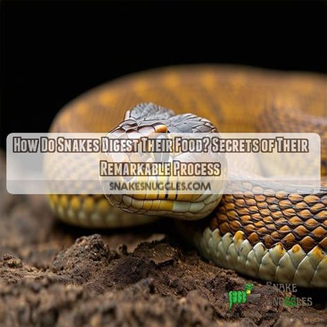Image result for How Snakes Digest Food