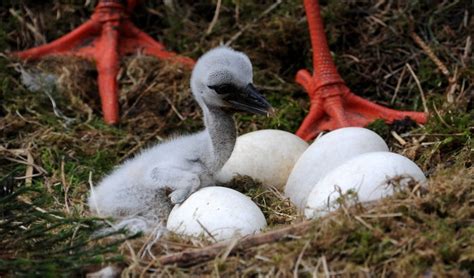 Szkolne Koło LOP - Ciekawostki przyrodnicze | Szkoła Podstawowa im ...