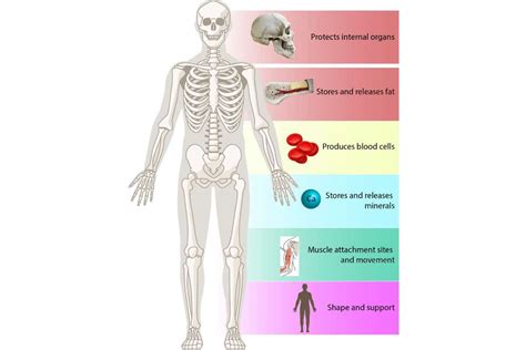 Skeletal System Functions 的图像结果