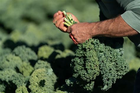 South Carolina Agriculture 的图像结果