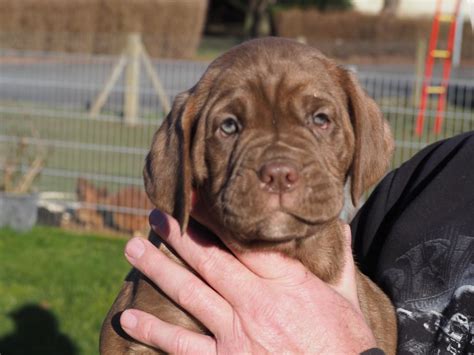 Seltene Bandog Welpen in Sternberg | Tiere | Kleinanzeigen