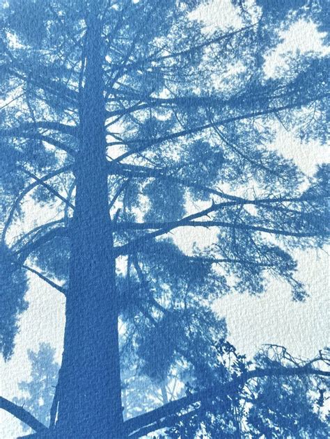 Majestic Pine (8 x 11 inches) Photography by Christine So | Saatchi Art