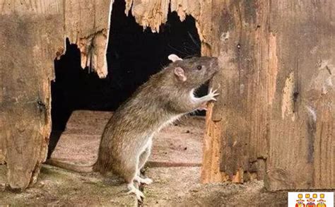 男子捕获到一只27斤重的大老鼠，网友：这老鼠比猫都厉害！