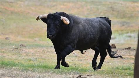 Do Male Cows Have Udders? Interesting Facts