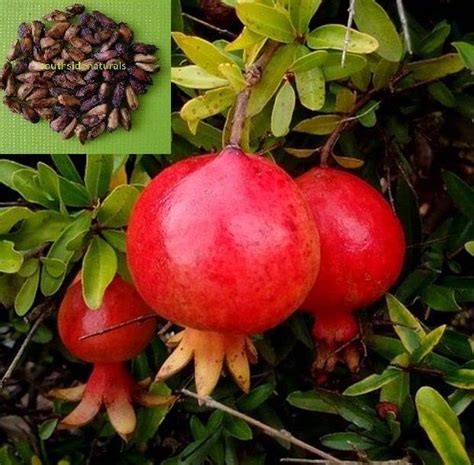 SelfLine | Pomegranate Anar Hybrid Variety Tasty red Color anaar Seeds ...