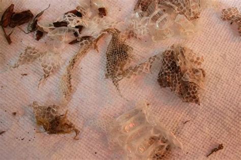 Image result for Stages Before a Python Sheds