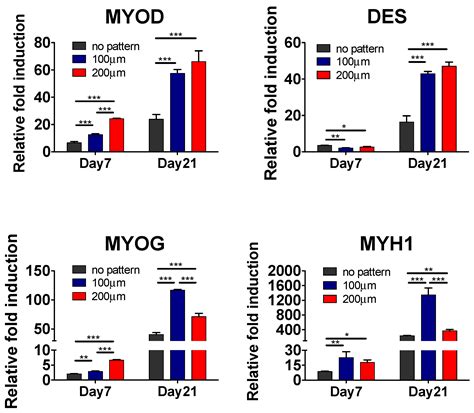 Matrix Topographical Cue-Mediated Myogenic Differentiation of Human ...