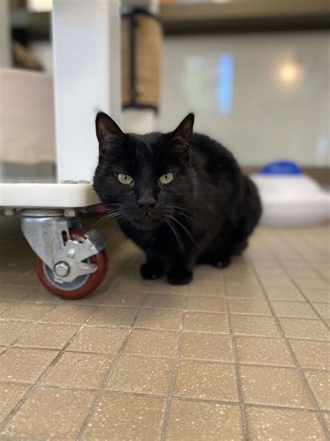 Humane Society of Truckee-Tahoe Pets of the Week: Oscar and Felix ...