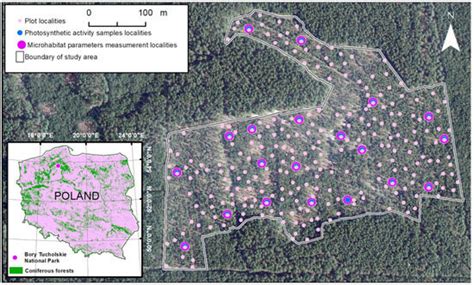 The Impacts of Sunlight on the Lichen Scots Pine Forest Community