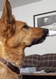 Image result for Target Training for Dogs