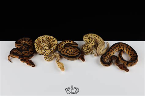 Image result for Ball Python Clutch