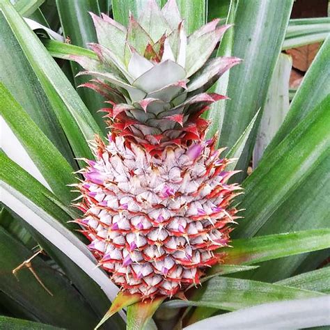 Pineapple Flower Sweet & Spicy Pineapple Prawns | Season With Spice