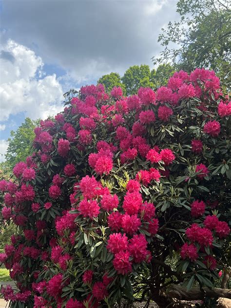 Rhododendron: A floral blend of beauty, flavourful delights, and ...