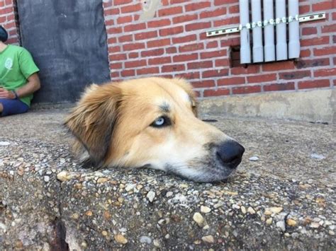 Is the dog beheaded? Find out the truth behind the viral optical ...