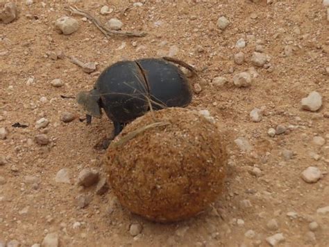 Kakuli Safaris (Colchester) - 2022 What to Know Before You Go (with ...