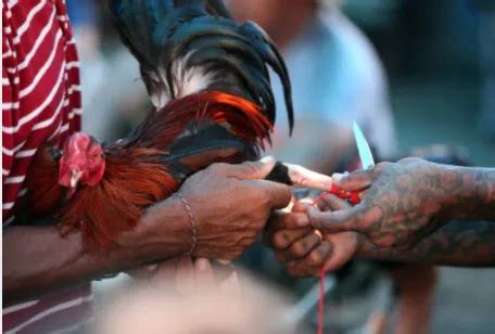 Pitmaster Sabong Tips 的图像结果