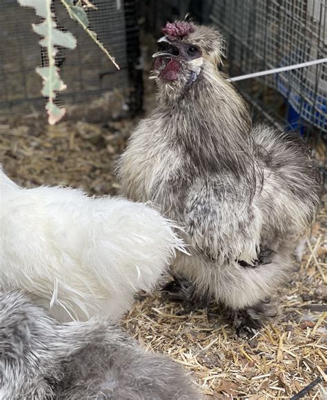 Partridge Silkie Chicken