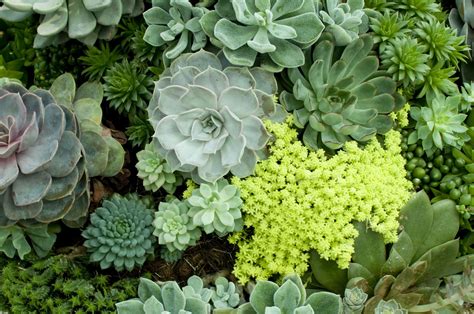 Types Of Succulent Plants 22 Types Of Succulents That Are Easy To Care
