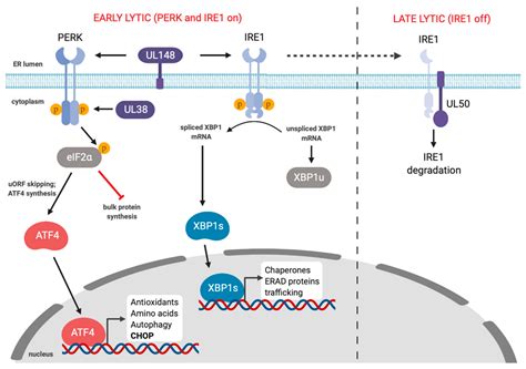 Herpesviruses and the Unfolded Protein Response