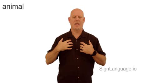 Lion in ASL - American Sign Language - 3 Video Examples
