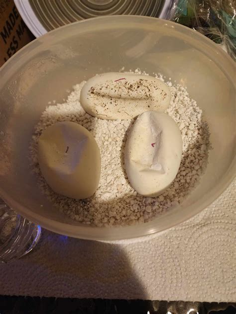 Image result for Ball Python Eggs Dimpling