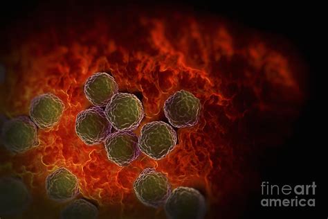 Bildergebnis für rubella virus