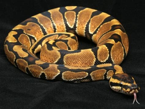 Image result for Enchi Royal Python