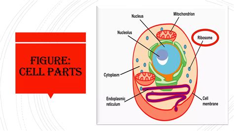 Structure of Ribosomes.pdf