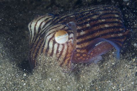 Real Monstrosities: Pyjama Striped Squid