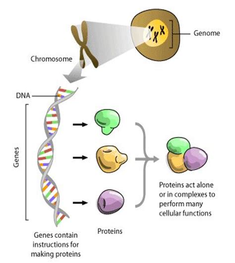 Genome Explained 的图像结果