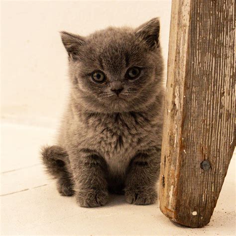 Brown Shorthair - SBS CATS | British Shorthair breeder