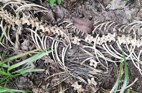 Image result for Python Eating Porcupine