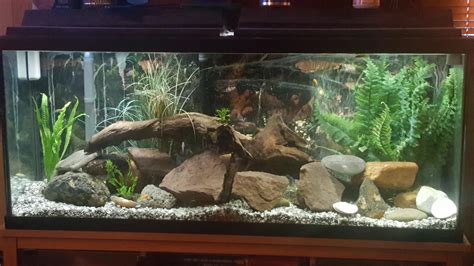 55 Gallon Cichlid Tank Setup Journal Of 55g Rainbowfish Tank: Decided