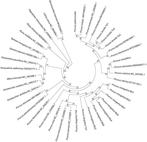 Genetic Divergence and Evolutionary Adaption of Four Wild Almond ...