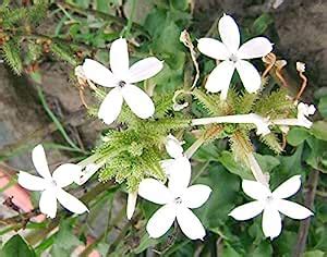 Indiana Plumbago zeylanica Chitrak Plumbago White leadwort Boga ...
