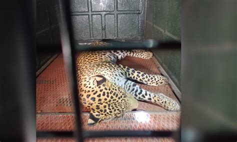 Leopard that strayed into school campus in Tirupattur caught after 10 ...