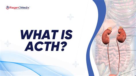 What is ACTH and Its Role in the Human Body Explained