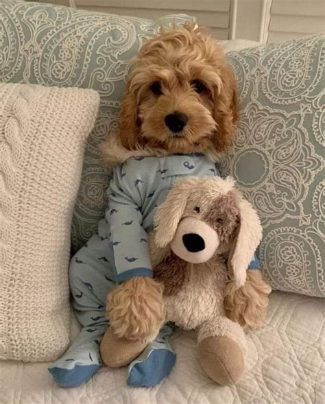 Maxi Cockapoo 的图像结果