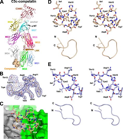 Structure of Compstatin in Complex with Complement Component C3c Reveals a New Mechanism of ...