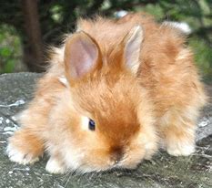 Image result for Angora Baby Bunnies