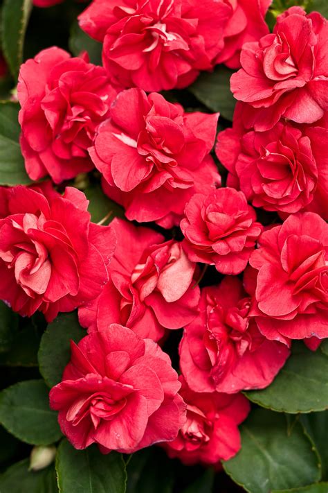 Rockapulco® Red - Double Impatiens - Impatiens walleriana Images ...