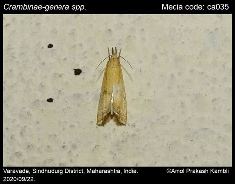 Crambinae-genera spp. NA - | Moths