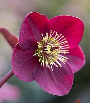 Inspiration - winter colour