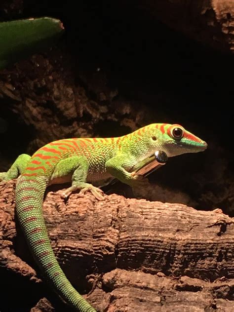My giant day gecko Billy : r/geckos